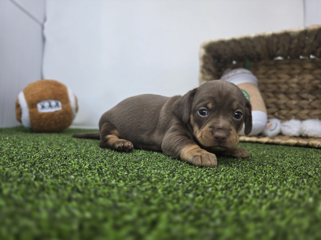 [#2691-04] Coco - Chocolate / Tan F Chiweenie Puppies For Sale