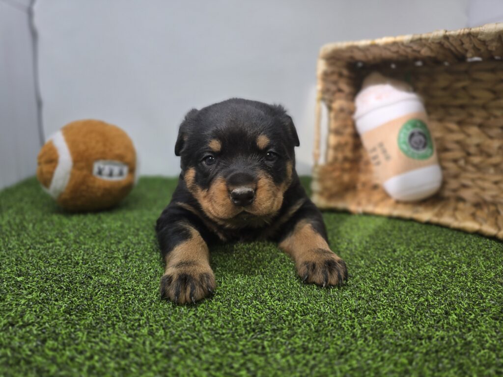 [#2690-01] Ronan - Black / Tan M Rottweiler Puppies For Sale