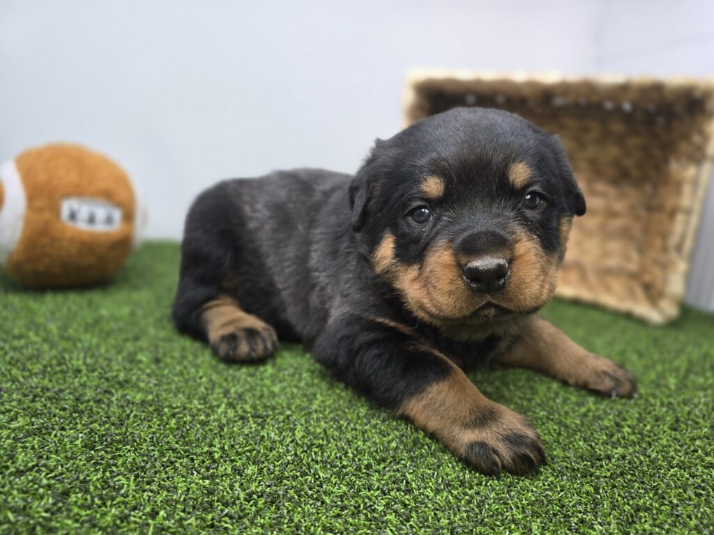Ronan - Rottweiler - Image 4