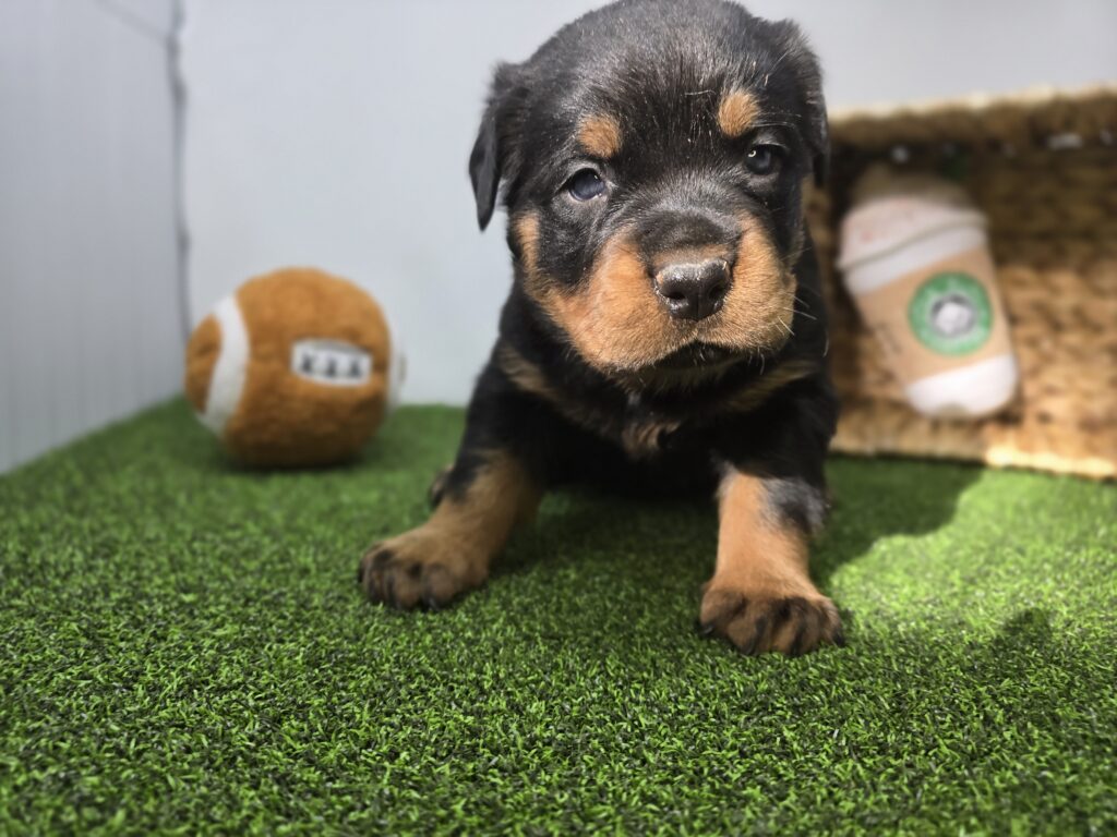 Rocco - Rottweiler - Image 2