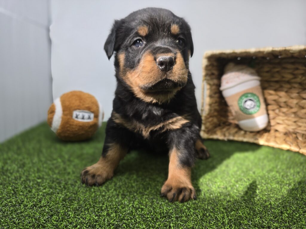 [#2690-02] Rocco - Black / Tan M Rottweiler Puppies For Sale
