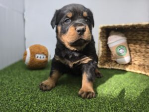 Rottweiler