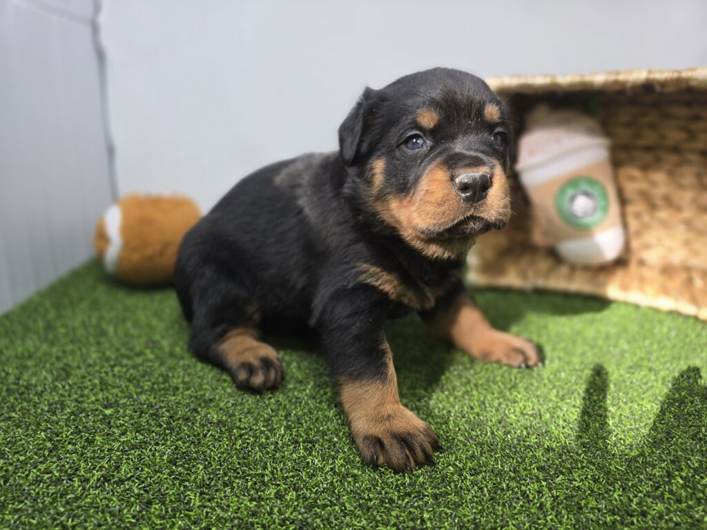 Rocco - Rottweiler - Image 6