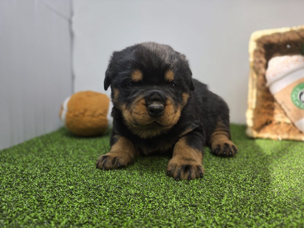 Rex - Rottweiler - Image 2