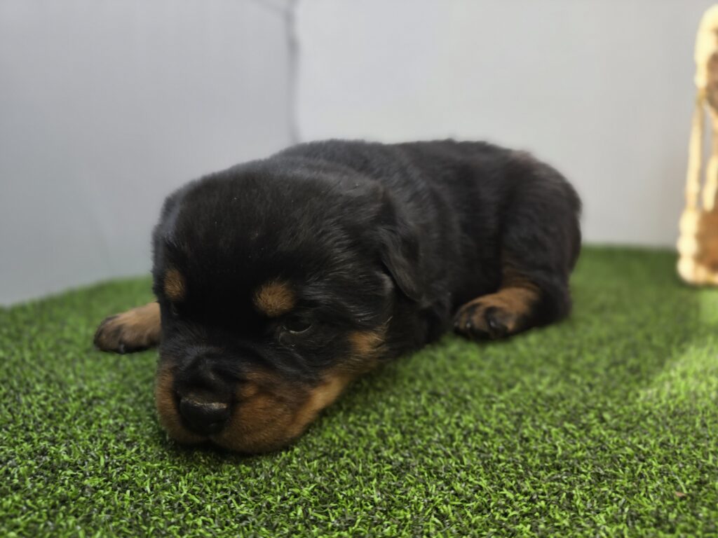 Rex - Rottweiler - Image 3