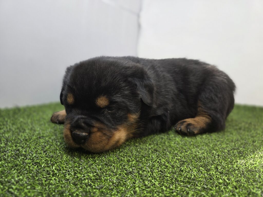 Rex - Rottweiler - Image 4