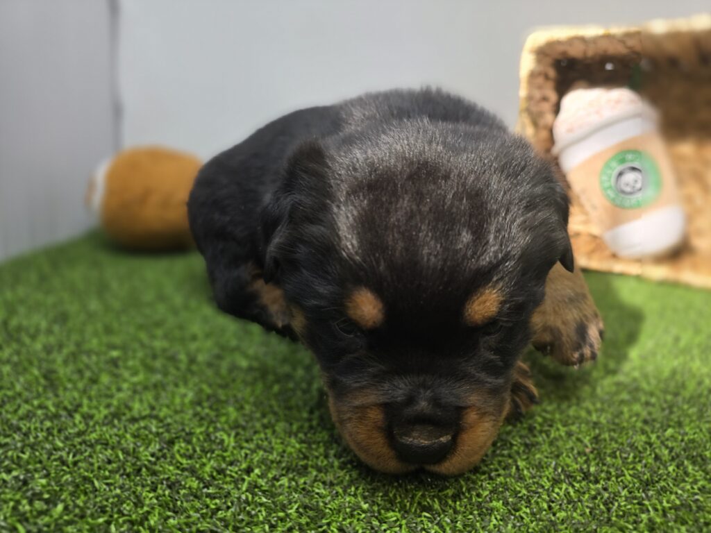 Rex - Rottweiler - Image 6