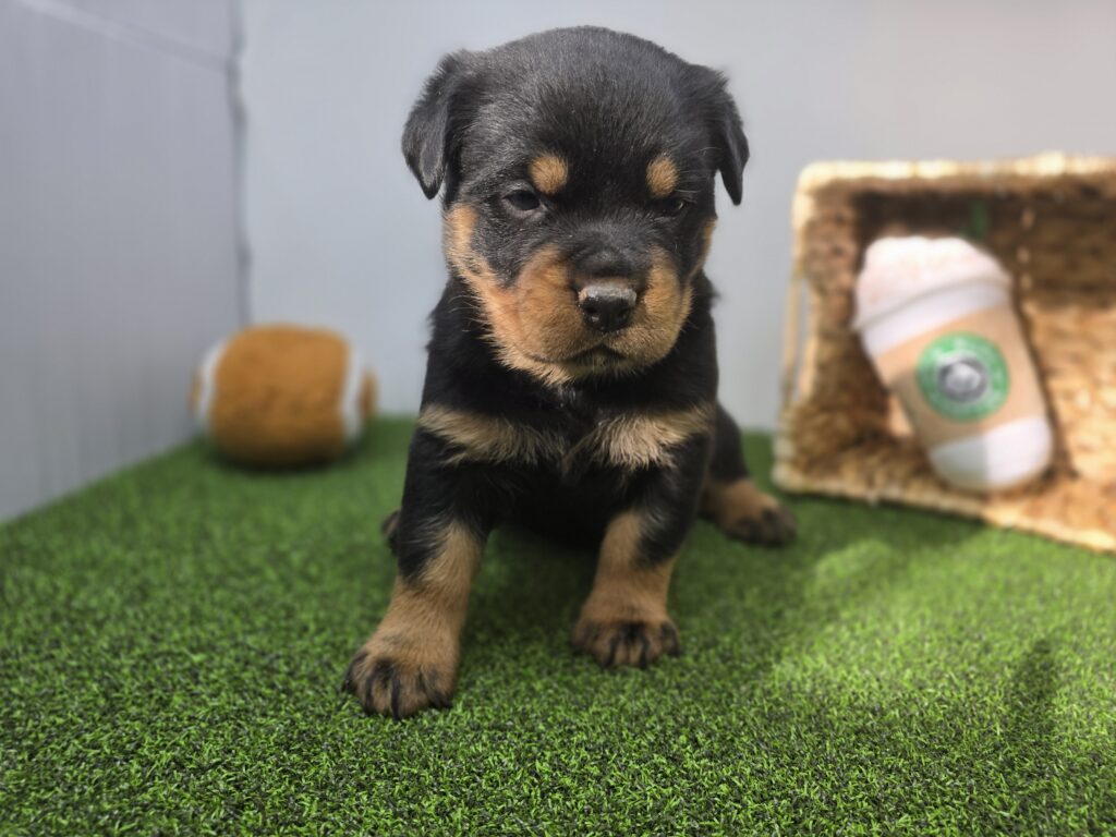 [#2690-05] Sage - Black / Tan F Rottweiler Puppies For Sale
