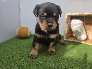 Rottweiler