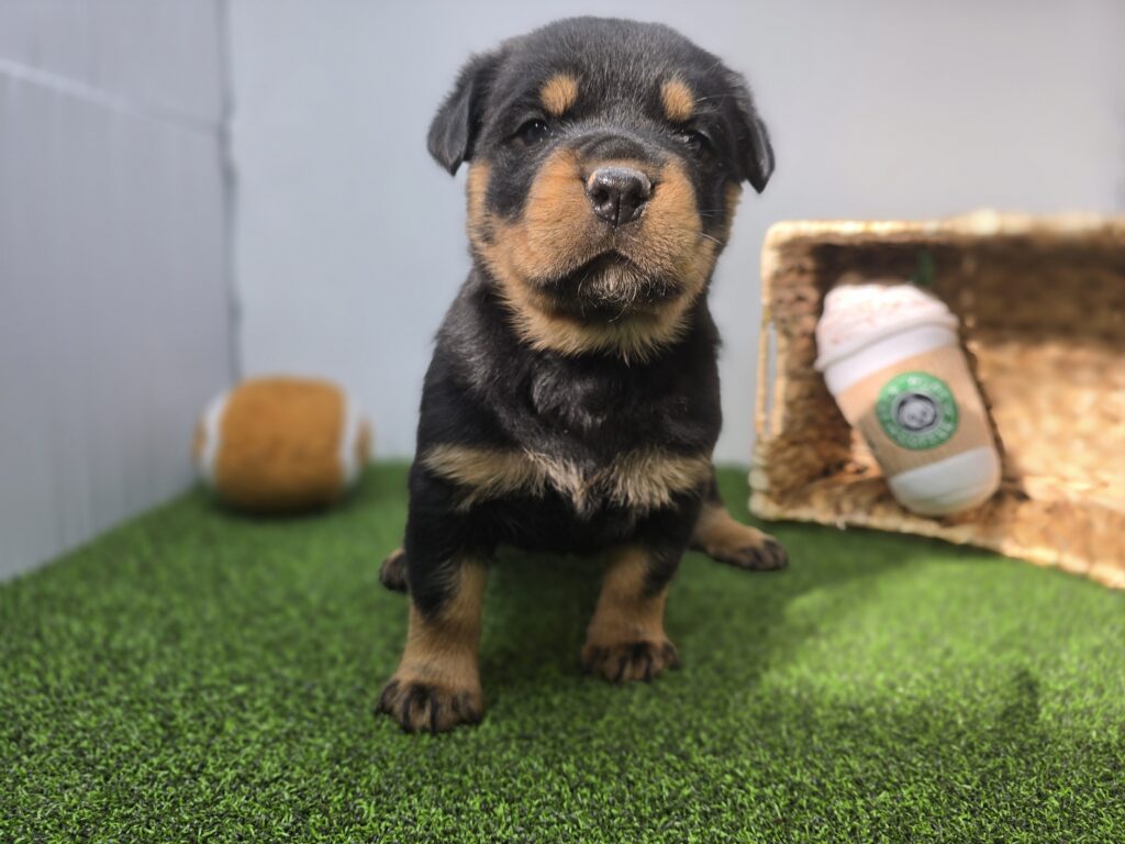 Sage - Rottweiler - Image 2