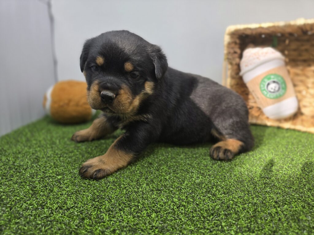 Sage - Rottweiler - Image 4