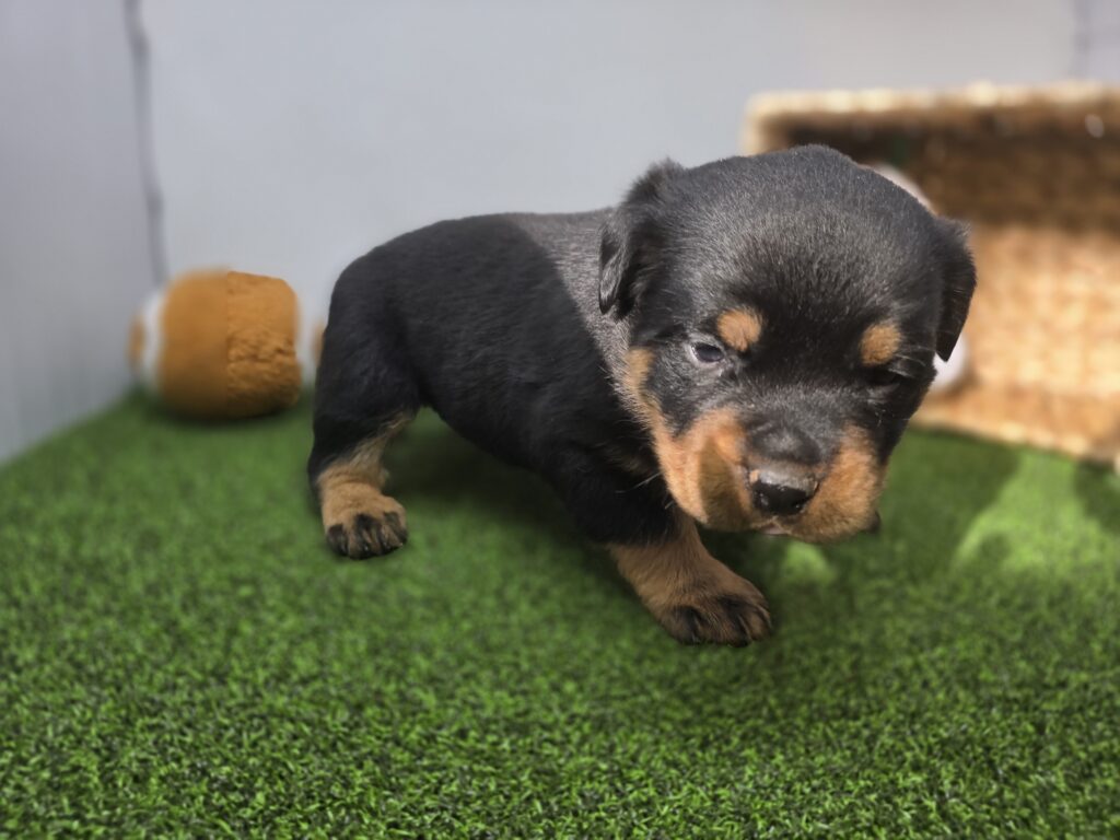 Sage - Rottweiler - Image 3