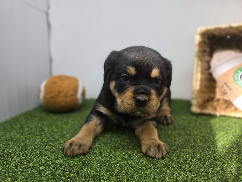 [#2690-06] Artemis - Black / Tan F Rottweiler Puppies For Sale