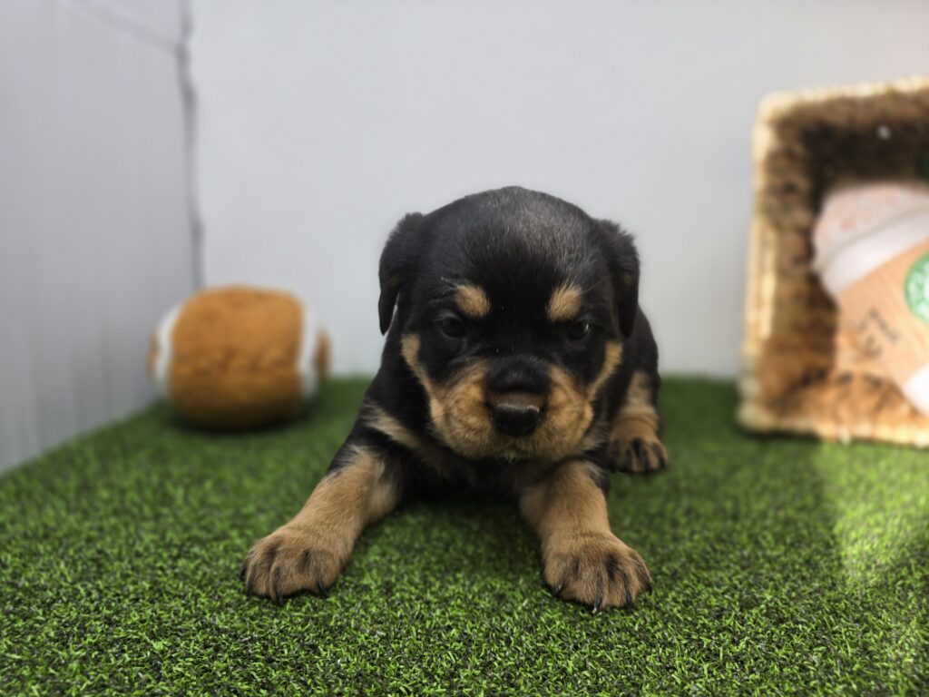 Artemis - Rottweiler - Image 2