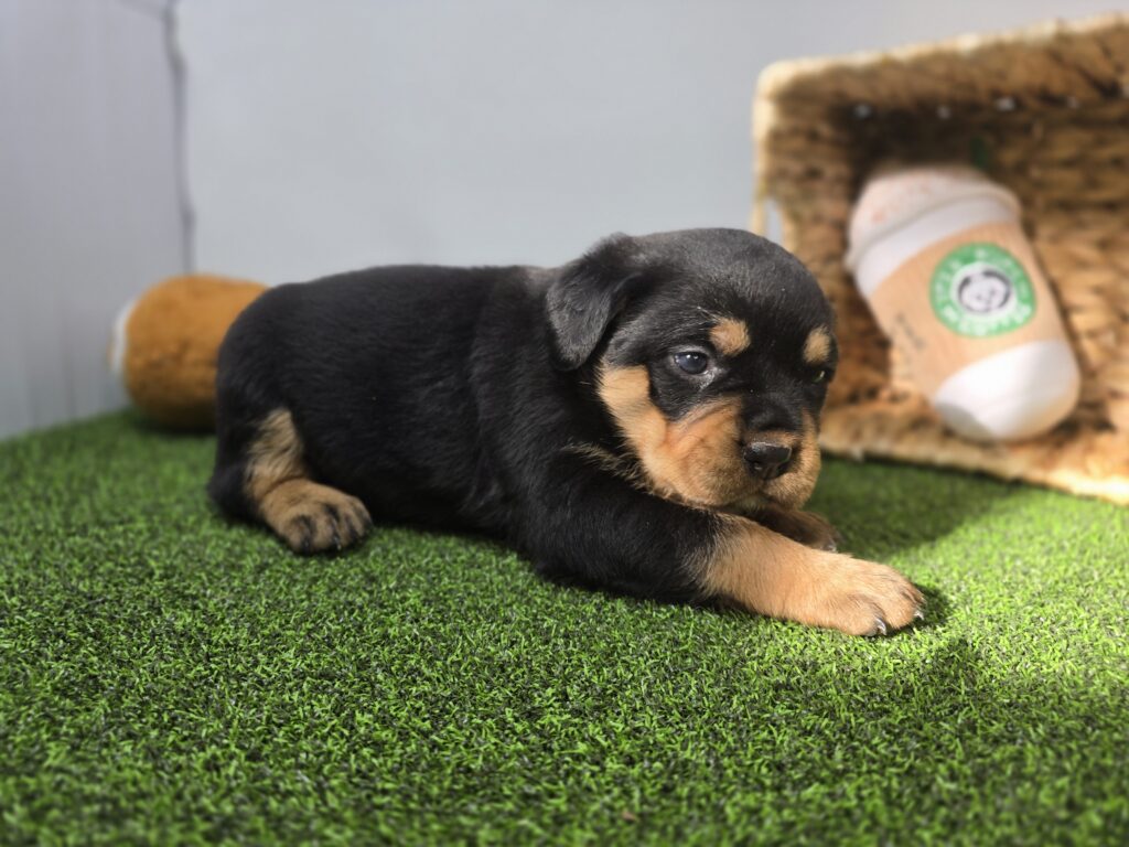 Artemis - Rottweiler - Image 4