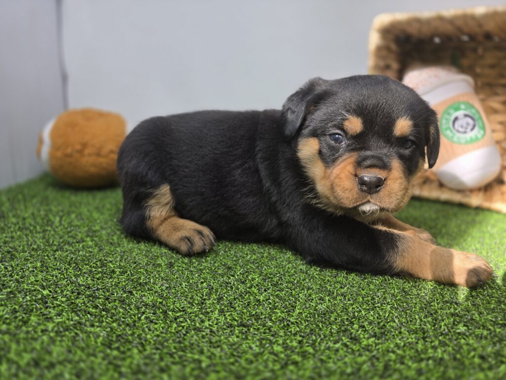 Artemis - Rottweiler - Image 3