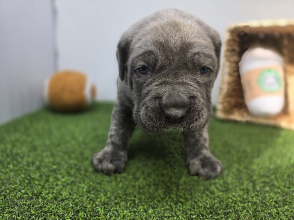 Bruno - Cane Corso - Image 6