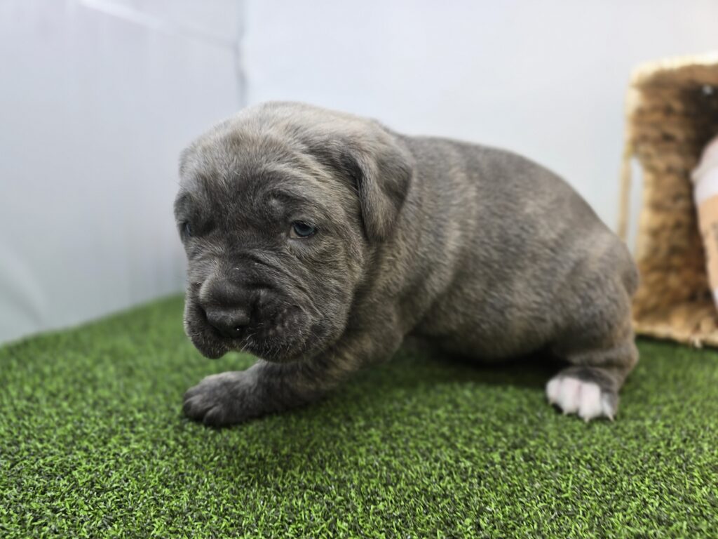 Bruno - Cane Corso - Image 3