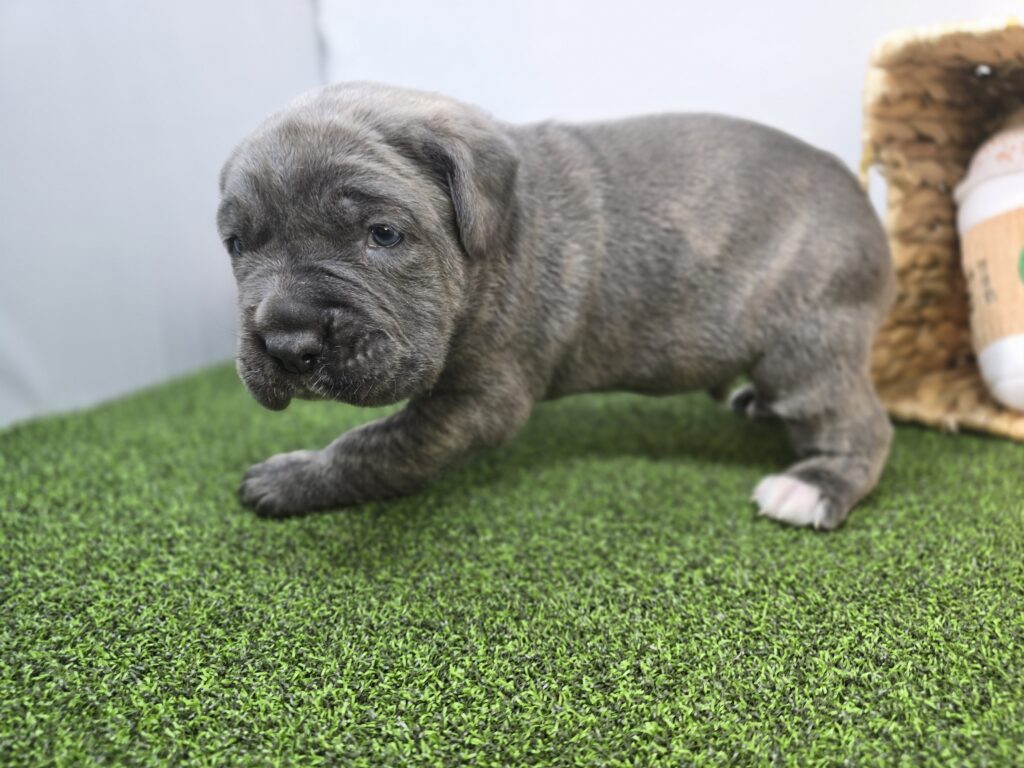 Bruno - Cane Corso - Image 4