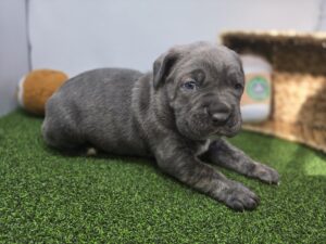 Cane Corso