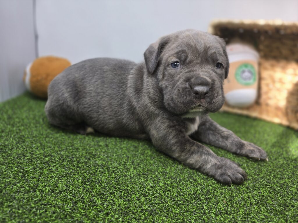Bruno - Cane Corso - Image 2
