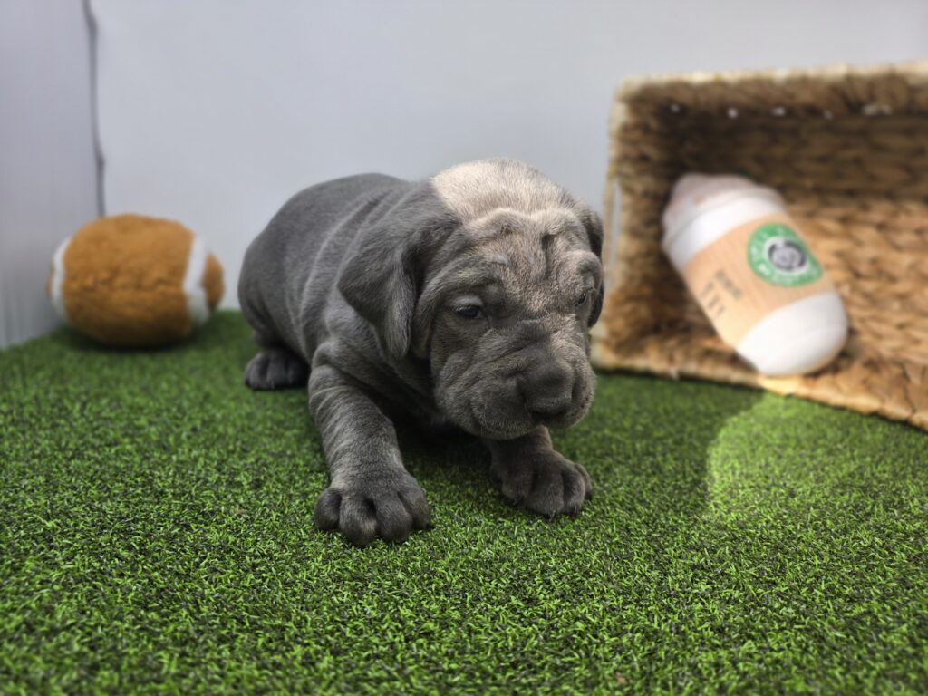 Roman - Cane Corso - Image 2