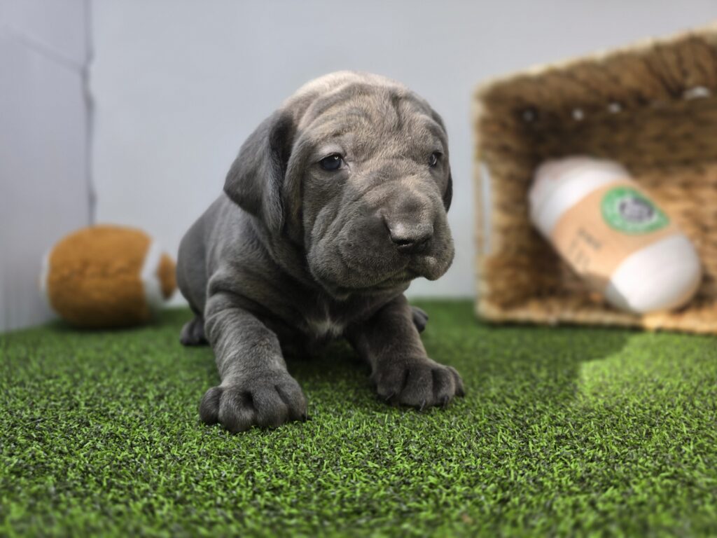 Roman - Cane Corso - Image 3