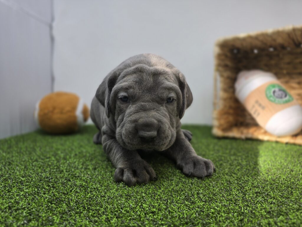 Roman - Cane Corso - Image 4