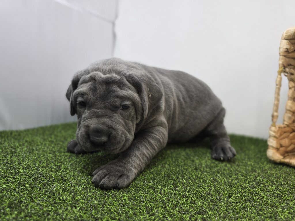 Roman - Cane Corso - Image 5