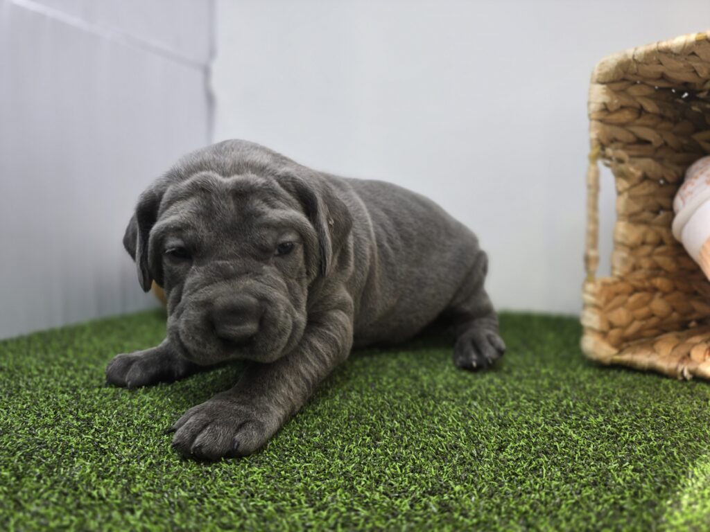 [#2689-02] Roman - Blue, wh mkgs M Cane Corso Puppies For Sale