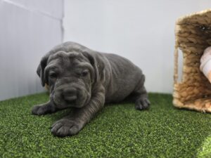 Cane Corso