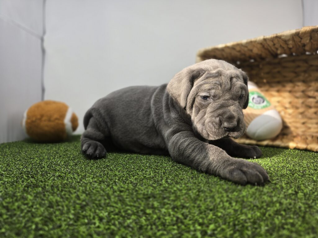 Roman - Cane Corso - Image 6