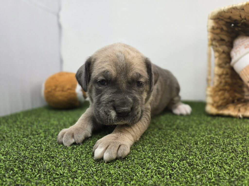 Clover - Cane Corso - Image 2