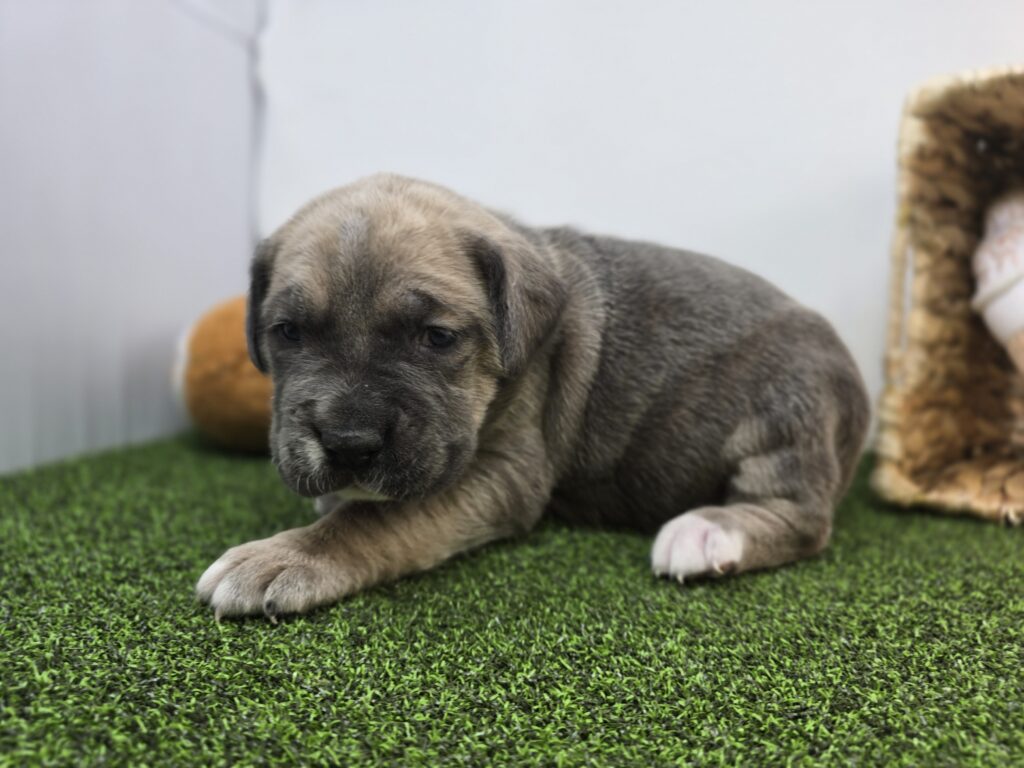 Clover - Cane Corso - Image 5