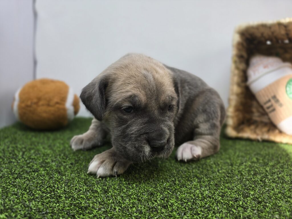 Clover - Cane Corso - Image 4