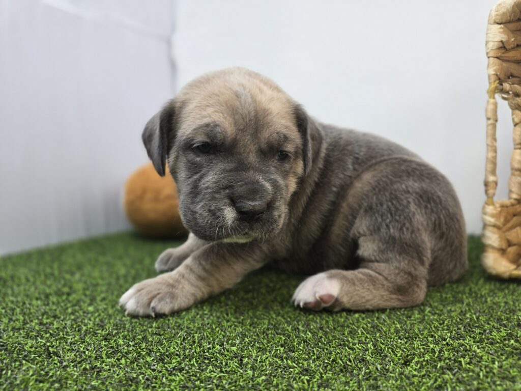 Clover - Cane Corso - Image 3