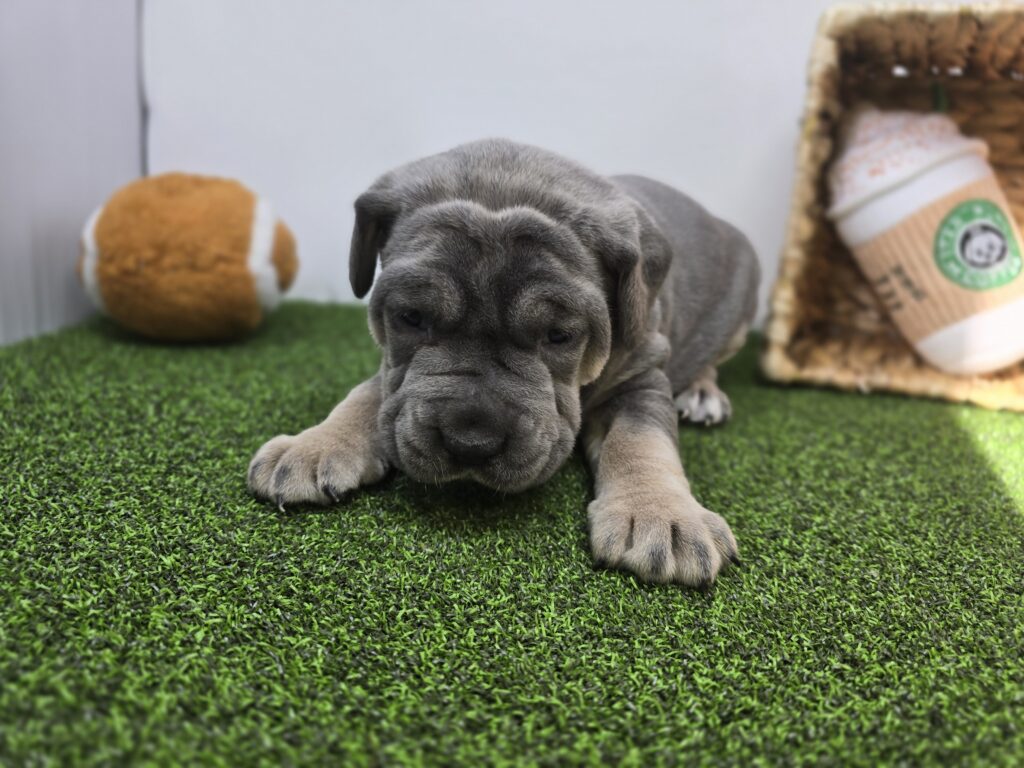 Willow - Cane Corso - Image 2