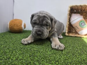 Cane Corso