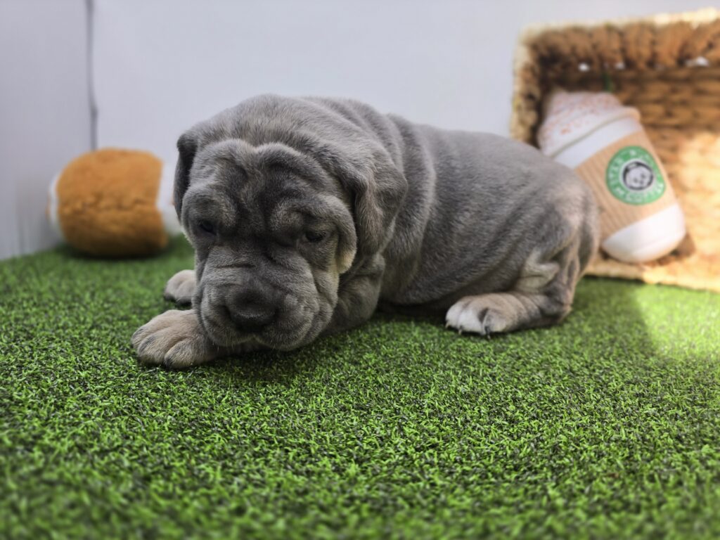 Willow - Cane Corso - Image 3