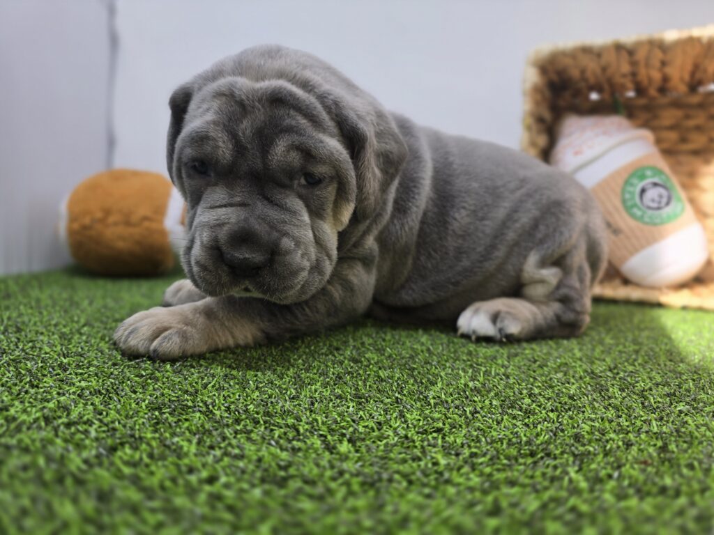 Willow - Cane Corso - Image 4