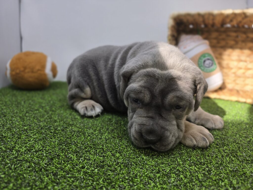 Willow - Cane Corso - Image 5