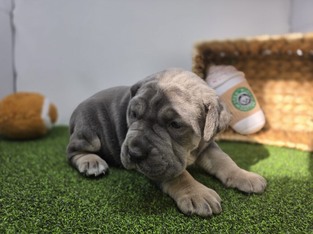 Willow - Cane Corso - Image 6