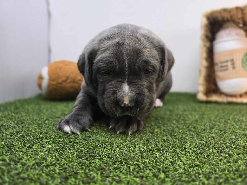 Rue - Cane Corso - Image 5