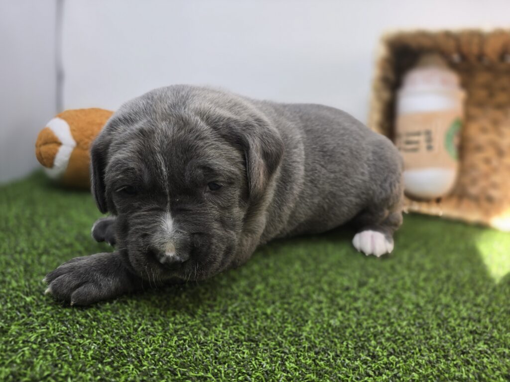 Rue - Cane Corso - Image 4