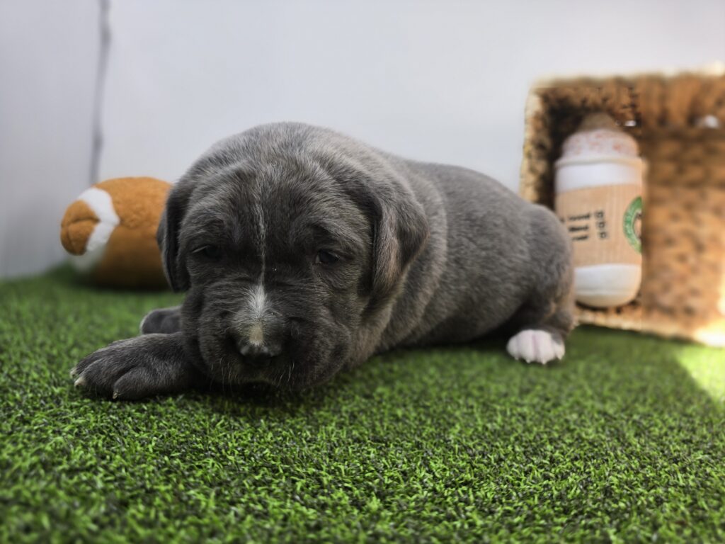 Rue - Cane Corso - Image 3