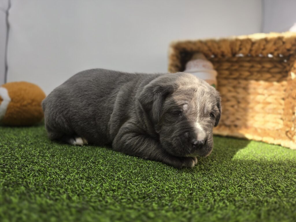 Rue - Cane Corso - Image 2