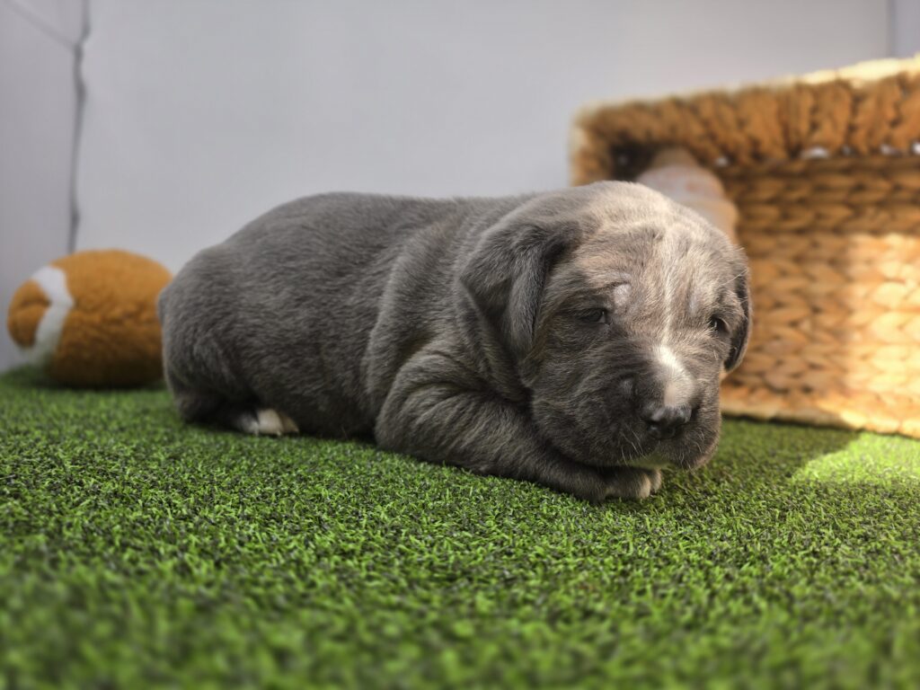 [#2689-06] Rue - Blue, wh mkgs F Cane Corso Puppies For Sale