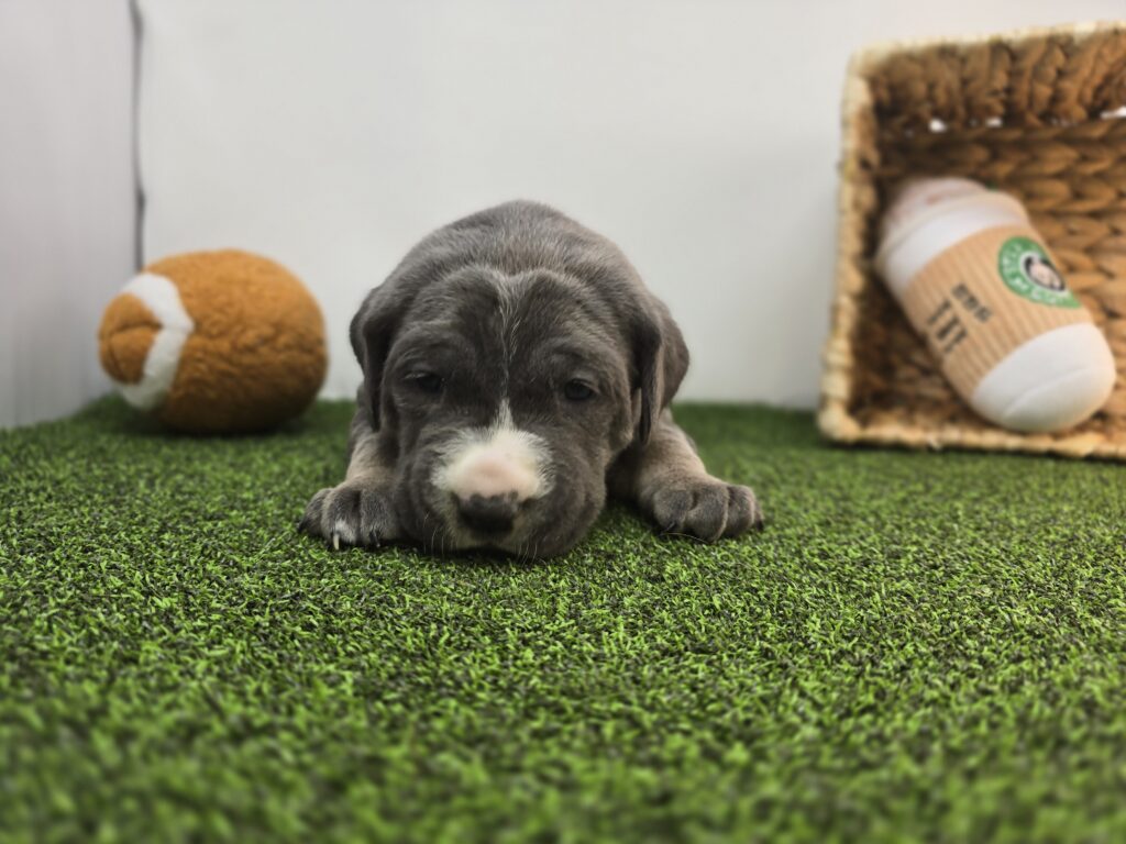 Jade - Cane Corso - Image 3