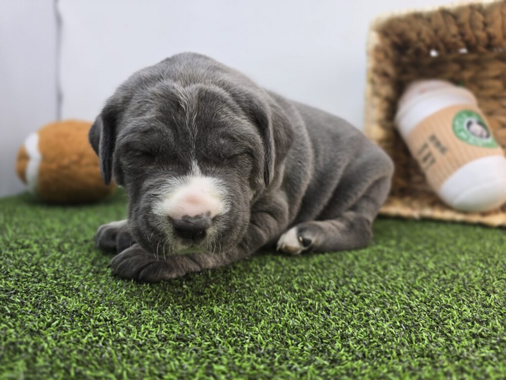 Jade - Cane Corso - Image 4