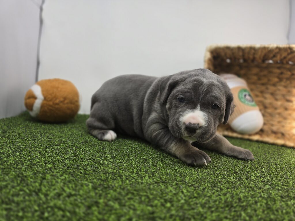 Jade - Cane Corso - Image 5